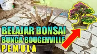 Belajar Bonsai Pemula Bunga Bougenville