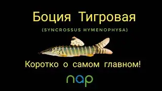 Боция тигровая (Syncrossus hymenophysa).
