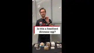 Is this a fossilized dinosaur egg?