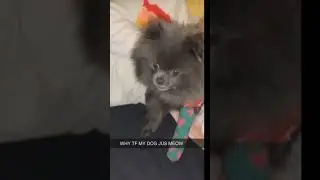#animals #funny #funnyshorts #animalsfunny #funnyvideos #shorts #compilation #viralshorts
