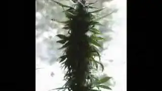 Collie Herb Man