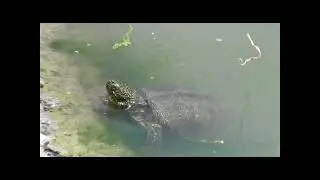 Черепашки-ниндзя - начало