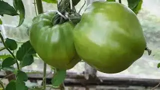 как народным средством избавиться от грибковых заболеваний.