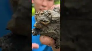 Searching For a 7 Inch Tooth!