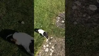 Guinea Pig in Paradise