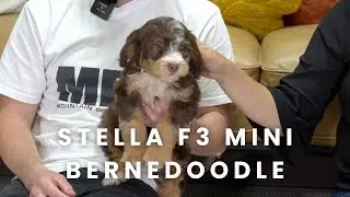 Stella Our Available F3 Mini Bernedoodle Puppy Here at Mountain Dog Companion!
