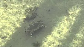 Cape Eleuthera Island School crab and bone fish