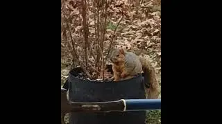 Squirrel deep in thought