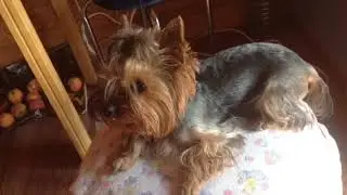 Моя собака Шарлота