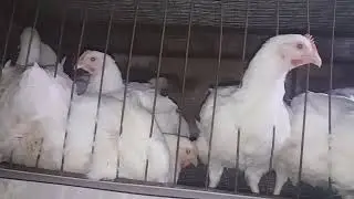 Несушки несуться , бролеры растут.