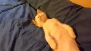 Хозяин будит кота на работу