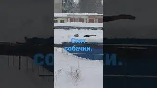 спят усталые собачки.
