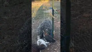 Chicken porn
