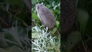 Їжак