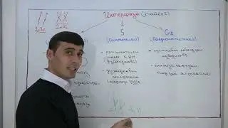 МЕЙОЗ. ИНТЕРФАЗА. ДАВРАХОИ ПРОФАЗАИ 1.