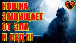 Как кошки защищают и оберегают от зла и бед своих хозяев!!!