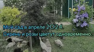 Мой сад апреле 2024. Сирень и розы цветут одновременно.