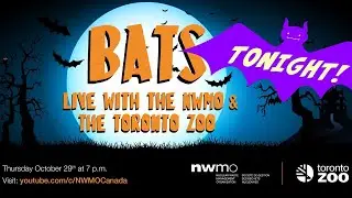 Bats with the Toronto Zoo