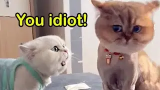 These Cats Speak English Better Than Hooman