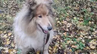 Щенок Арги уехал каким он стал через 3 мес. Боню отдали. Рич, Сид, Арга Луна.