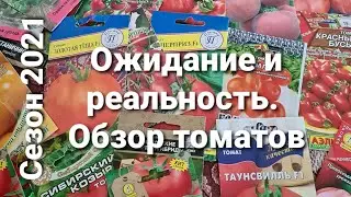 High-yielding tomato varieties for summer 2021. Tomatoes for greenhouses.