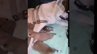 Такие милые малыши!! Щенки АКИТА ИНУ, детки нашего Бучика! Наплодил аж целых девять щенят! Красавчик