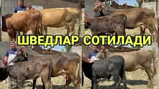 АБДИЛАТИФ АКАДАН 3 БОШЛИ 6 ТА ВИШКЕК ШВЕД СИГИРЛАРИ КЕЛДИ СОТИЛАДИ SOTILADIGON SIGIRLAR 28 августа