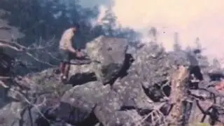 Silver Firs - Golden Age
