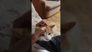 Мы целая жизнь для наших животных