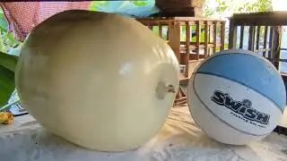 Hydroponic Giant Pumpkin.