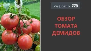 Томат Демидов. Не боится холодов!