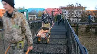Ноябрьское кормление свирепых львов