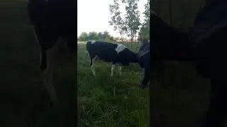 Сельское селфи с красивой тёлочкой