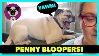 Bloopers and Filming Fails with Penny the Pug!