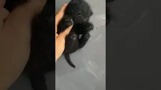 Мой мастер-класс спицами «Бесшовный котенок» 