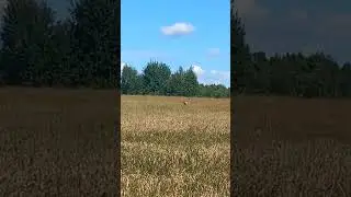 Спугнул козу