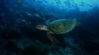 DSLR Underwater Video Series: Basic Settings – Frame Rate