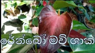 👉රේන්බෝ මව් ශාක ඔයාත් ආසයිද එහෙනම් මෙන්න ඉතා වාසි මිලට.. 🫣🫣