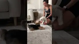Life is so much better with a best friend 🩷🥹 #babblinbarb #duckytheyorkie A few days late, but