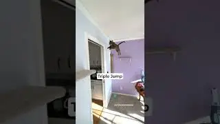 If Cats Had Olympics 