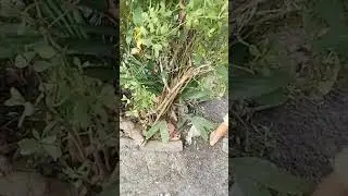 cari umpan cacing buat mancing belut😇#shorts #shortfeed #viral #subscribe