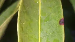 [ASMR] Peaceful Nature Sounds Of Rain Fall