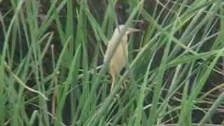 AVETORILLO / LITTLE BITTERN
