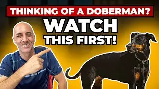 Things to Know Before Getting a Doberman!