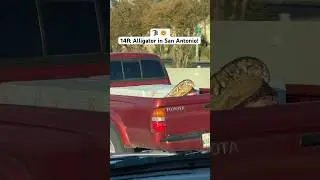 🐊 UNBELIEVABLE! 🤯 HUGE 14 foot gator in San Antonio on 281 #alligator #sanantonio #texas #wildlife