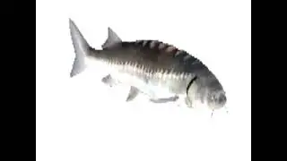 low quality horizontally spinning fish