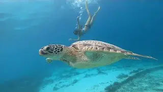 spot snorkling bersama penyu si penghuni gilitrawangan - lombok