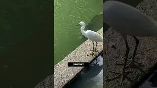 6 Невероятных Моментов с Животными, Которые Доказали, Насколько Непредсказуема Природа!