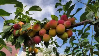 Плумкот — гибрид сливы и абрикоса. Будет ли плодоношение в Подмосковье? Обзор гибрида.