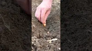 Planting  Onions